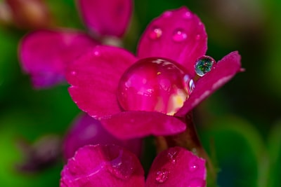 粉红色花朵上的水露
